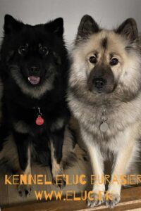 Kenya og Mali med kennel navn