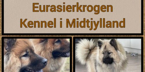 kennel Eurasierkrogen kennel Eurasierkrogen